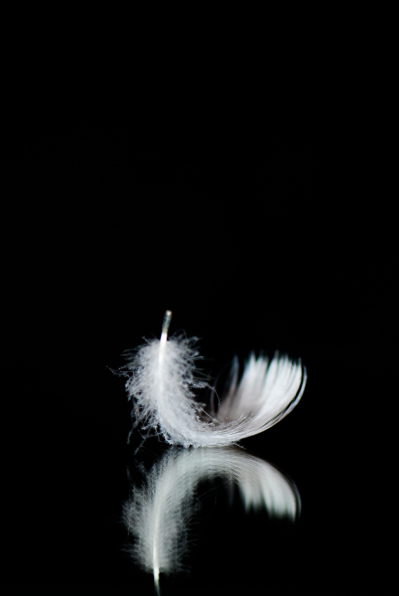 vulnerability, minimal, white color, copy space, indoors, flower, blurred motion, softness, motion, feather, cut out, no people, white, nature, night, close-up