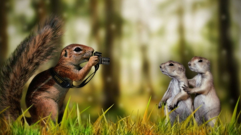 animal, squirrel, looking, animal wildlife, forest, creativity, mammal, vertebrate, outdoors, nature, no people, day, animals in the wild, focus on foreground