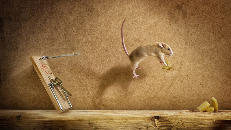 mid-air, rodent, motion, animal themes, pets, 1080P, near, gray, jumping, no people, one animal, trap, domestic animals, domestic, vertebrate, mouse, fun