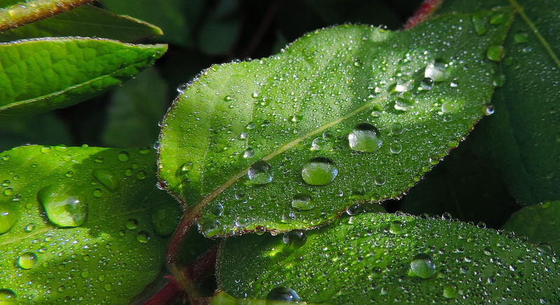 outdoors, dew, purity, wet, summer, 2K, raindrop, close-up, plant part, Drops, Macro, plant, rainy season, no people, growth, rain, Leaves, green Color
