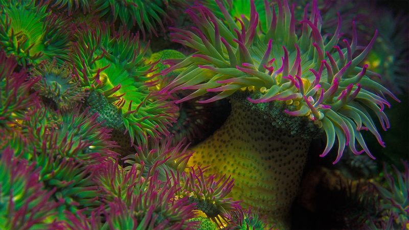 sea, ecosystem, theme, water, undersea, marine, animal, no people, invertebrate, animal themes, coral, close-up, fish, animal wildlife, nature