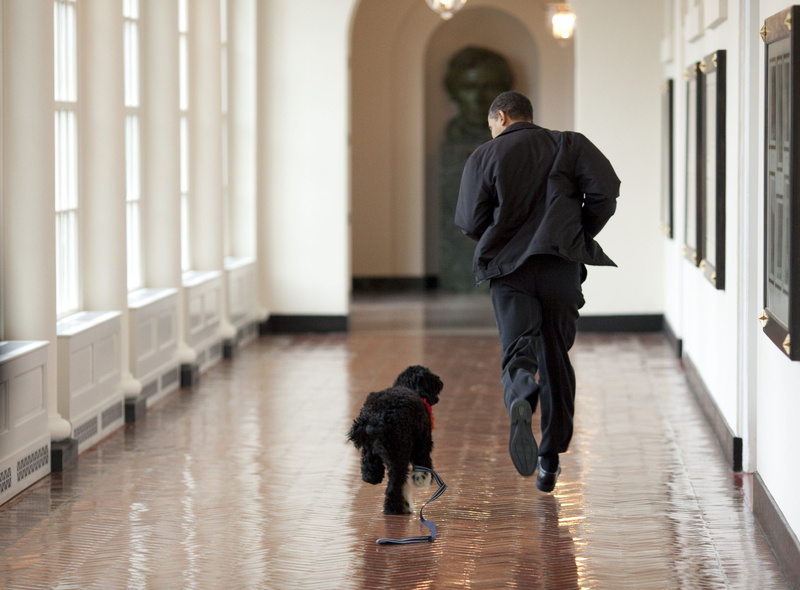 one animal, domestic, portuguese water dog, residence, adult, architecture, relaxation, official portrait, family dog, president of the states united, play