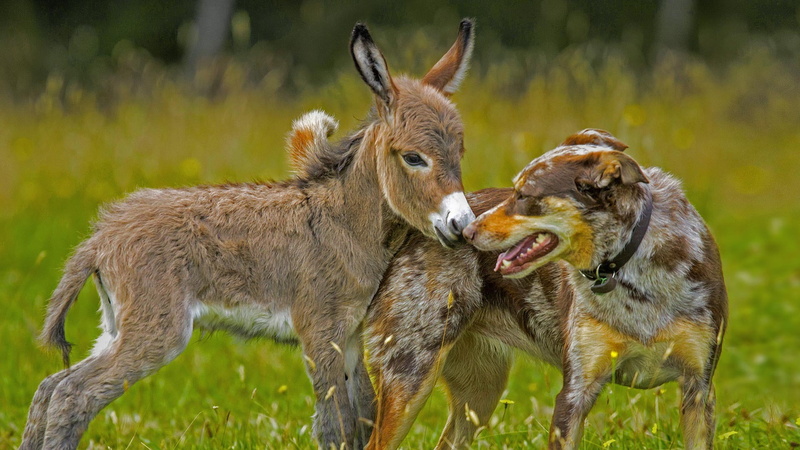 no people, animal behavior, animals in the wild, land, two animals, young animal, outdoors, mouth open, herbivorous, field, mammal, plant, group of animals