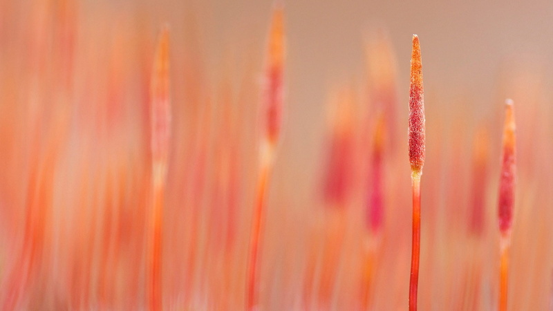 nature, tranquility, fragility, theme, backgrounds, plant, growth, close-up, official, softness, selective focus, 1080P, flowering plant, pastel colored