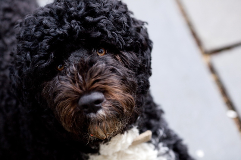 white house, animal eye, fur, cute, march 2010, 4K, pup, indoors, focus on foreground, portrait, no people, funny, bo, familiar, domestic animals, domestic