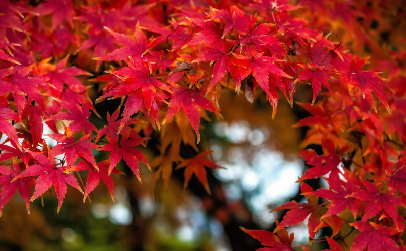 Maple, aichiprefecture, change, red, bokeh, momiji, selective focus, okazakishi, no people, natural condition, orange color, acerpalmatum, Japan, focus on foreground