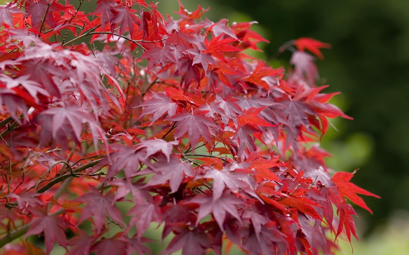 autumn, 3d and abstract, leaves, fall, 1080P, maple, red leaves, maple tree, red, tree