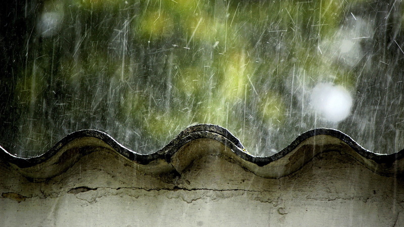 no people, beauty in nature, wooden, plant, reptile, water, snake, tranquility, environment, 1080P, photography, black, non-urban scene, sky, day, outdoors