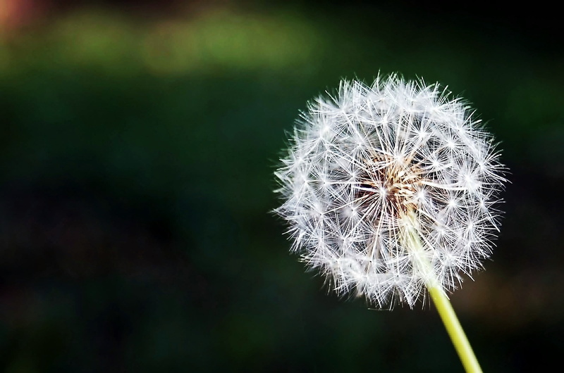 poster, plant, springtime, flora, plants, purity, vulnerability, 1080P, beauty in nature, inflorescence, flowering plant, uncultivated, art, outdoors