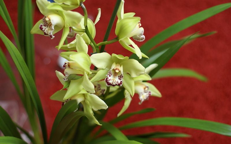 screen, cymbidium, desktop, photography, 2K, savers, green, flower