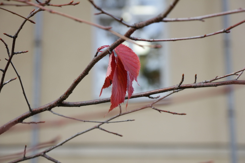 selective focus, red, flowering plant, perching, day, close-up, sadly, sheet, season, focus on foreground, branch, outdoors, autumn, bird, 5K, low angle view