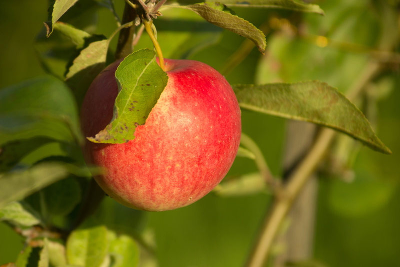 plant part, leaf, outdoors, freshness, focus on foreground, 5K, ripe, plant, fruit, apple, nature, food, food and drink, wellbeing, day, sadly, close-up
