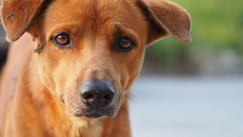one animal, canine, Animals, domestic, looking at camera, Dog, portrait, eyes, mammal, sadly, snout, focus on foreground, Nature, animal body part, 1080P