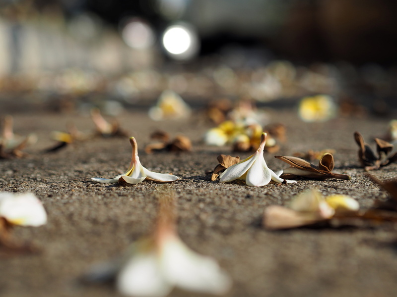 outdoors, street, alopecia, fragrapanti, land, plant part, photography, vulnerability, no people, bright, autumn, white, dry, say goodbye, more information