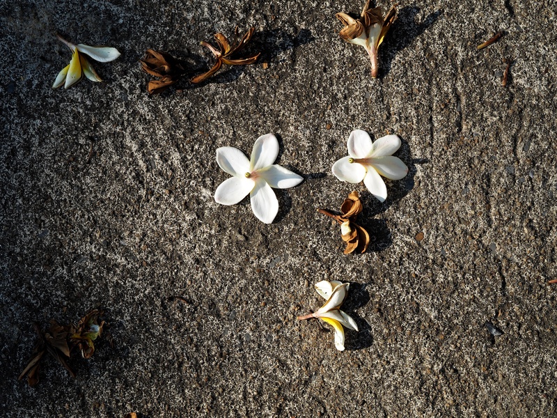 freshness, surface, close-up, refreshing, bright, sadly, gray, petal, wilt, land, lose, vulnerability, peace, more information, animal wildlife, plant