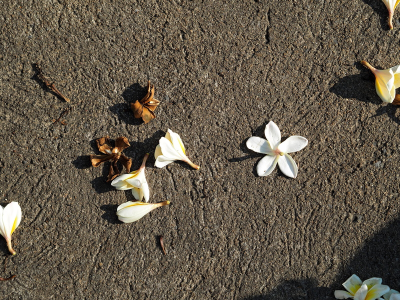 leaf, say goodbye, peace, outdoors, plant, bright, cement floor, day, lose, refreshing, fragrapanti, more information, vulnerability, flowers, high angle view
