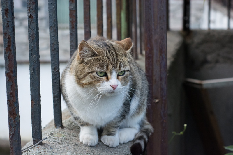 focus on foreground, cat, sad, domestic cat, domestic, whisker, sadly, pets, sitting, lies, feline, mammal, domestic animals, one animal, grille, no people