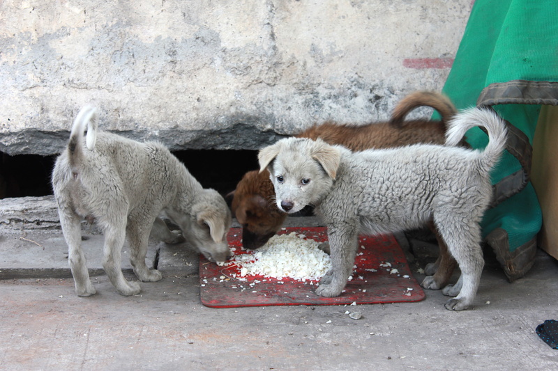 outdoors, day, eat rice, domestic animals, animal, livestock, no people, mammal, vertebrate, lamb, dog, eating, wall - building feature, dirty, domestic