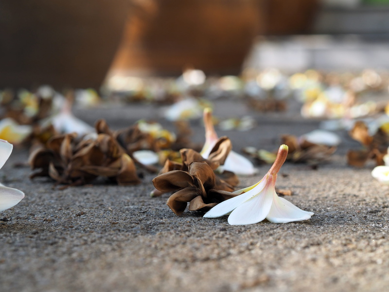 Information, plant part, Alopecia, brown, lose, leaf, ground, nature, selective focus, petal, food and drink, beach, fragility, vulnerability, 4K, beauty in nature