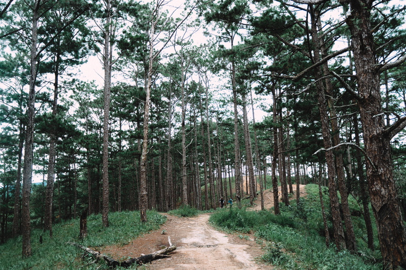 diminishing perspective, pines, nature, trunk, direction, landscape, footpath, beauty in nature, tranquil scene, no people, plant, tà năng, growth, outdoors