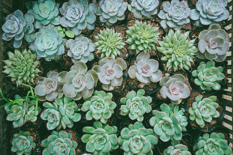 directly above, backgrounds, outdoors, succulent plant, plant, dalat, leaf, tree, flower head, beauty in nature, botany, abundance, no people, fragility