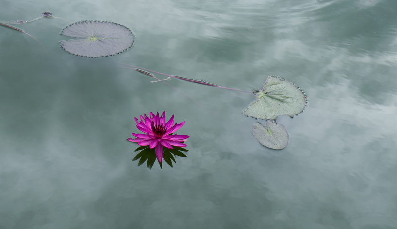 no people, flower, lake, purple, lily, plant, flower head, water lily, floating on water, outdoors, flowering plant, floating, fragility, vulnerability