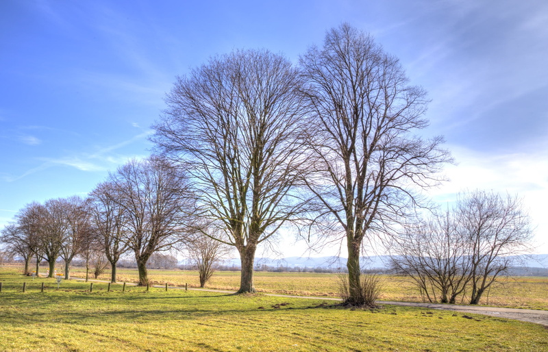 blue, natur, Sky, germany, Minden, ciel, rural Scene, Weser, grasses, awesome, water, Meulen, season, baretrees, Moulin, 1080P, processing, Bäume, green