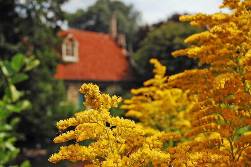 scenic, focus on foreground, scene, tourism, summer, europe, traditional, country, sky, selective focus, plant, environment, rural, natural, nature, mill