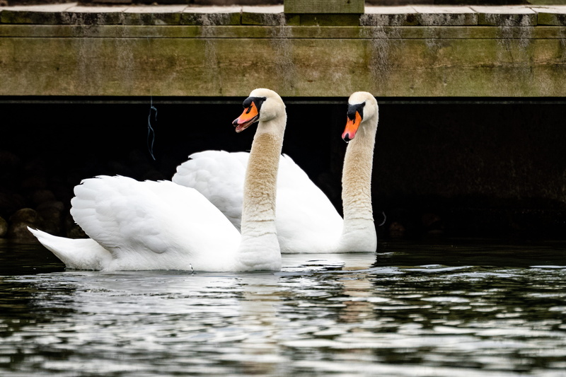 ardeidae, no people, wall, two animals, swan, flounder, vertebrate, white, sea life, nature, heron, zoology, goose, waterfowl, halibut, lake, swans, bird