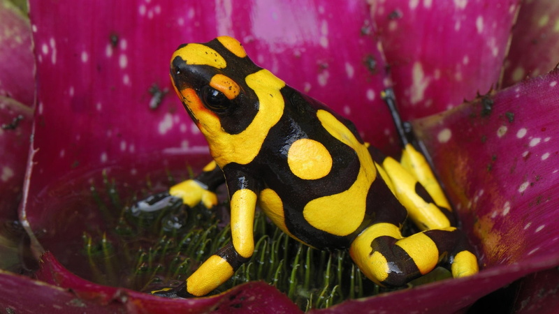 poison dart frogs, beauty in nature, animals in captivity, 1080P, close-up, sea, marine, yellow, water, amphibian, animal, underwater, sea life, frog