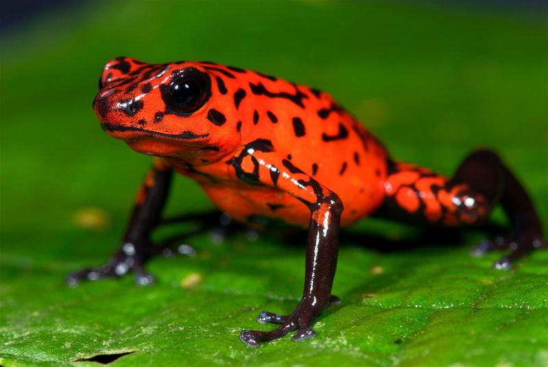 animals, 1080P, insect, animal themes, frog, no people, Amphibian, butterfly - insect, spotted, beetle, outdoors, day, leaf, full length, selective focus