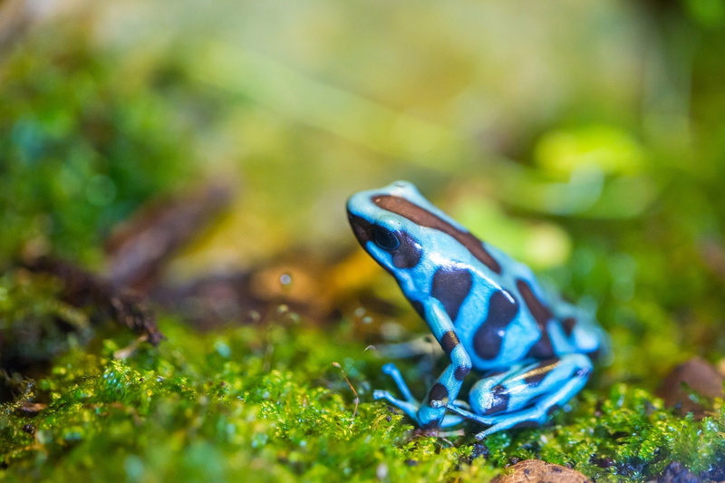 Frogs, 1080P, Poison dart frog