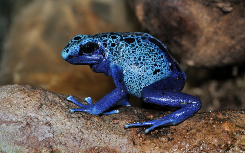 nature, animals in the wild, close-up, reptile, lizard, animal, animal head, rock - object, looking, amphibian, no people, blue, focus on foreground, poison dart frogs