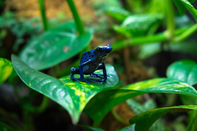 pothos, selective focus, suriname, green color, tropical, one animal, nature, leaf, plant part, 4K, animal themes, day, insect, animal, frog, animals in the wild