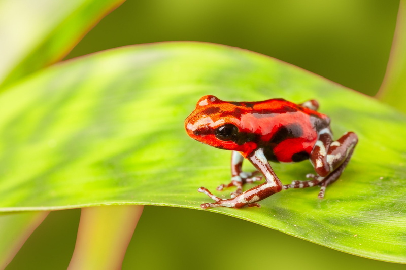 Frogs, 1080P, Poison dart frog