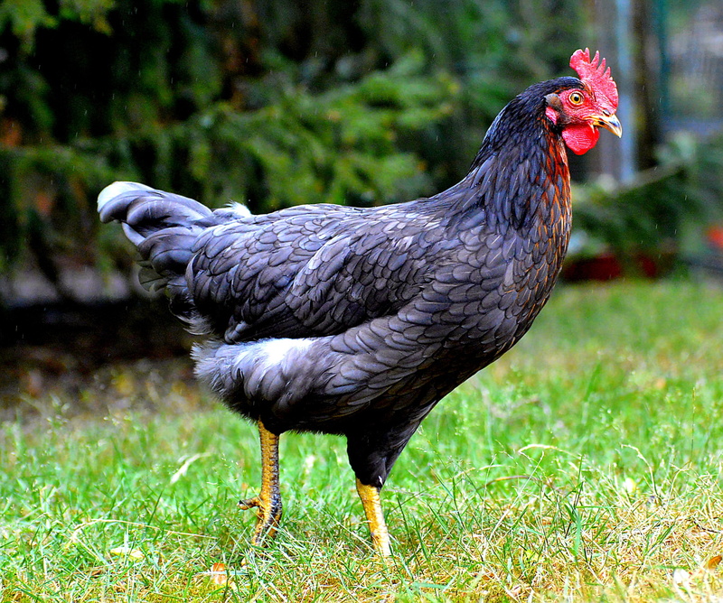 no people, rooster, Animal World, Comb, poultry, bill, chicken - bird, day, 2K, grass, head, daytime, outdoors, plumage, range, country life, pride, domestic