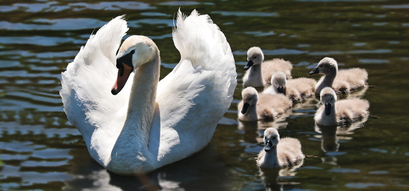 wildlife photography, nature, day, white duck, water, young, animal wildlife, waterfront, lake, swim, fluffy, swimming, swan family, cygnet, swan babies
