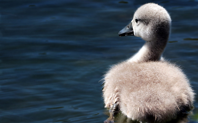 duckling, no people, body of water, water, cygnet, yellow duckling, water bird, animal family, white, lake, beak, pond, young bird, animal wildlife, cute