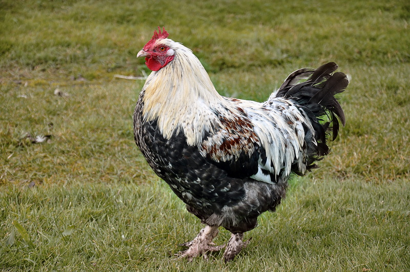 head, gockel, hahn, no people, animal themes, white, mammal, creature, comb, pride, pets, red ridge, land, feather, poultry, field, dress, standing, domestic