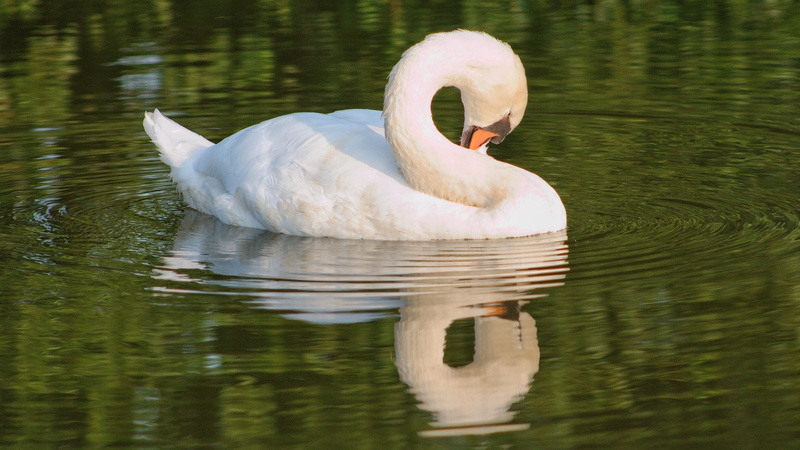 white, swim, nature, animal, elegant, schwimmvogel, white swan, animals in the wild, day, swan, bird portrait, bird, white color, mirroring, lake, reflection