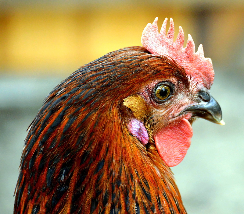 close, animal world, female, chicken, plumage, animal, bill, beak, bio, s, portrait, chickens, mammal, nature, wildlife photography, male animal, close-up