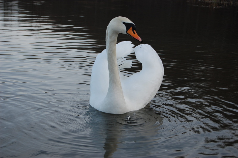 waterfowl, evening, bay, vacation, swans, reflection, white color, beautiful, mirror reflection, color, nature, one animal, smooth, lake, zoology, grown up