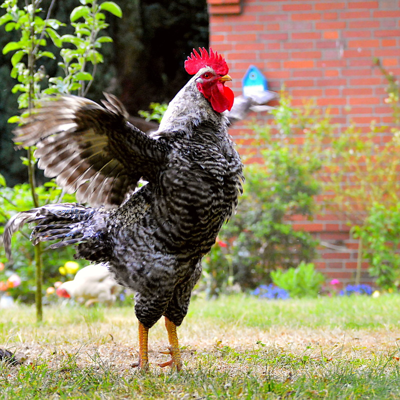 chicken, nature, Gockel, gorgeous, male fowl, range, feather, domestic, hobby, Hahn, agriculture, mammal, spring dress, bill, animal themes, crow, pets