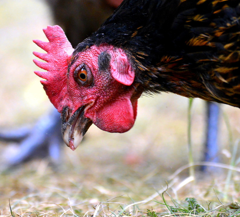 nature, species, stern look, portrait, beautiful, rural Scene, black rooster, chicken - Bird, land, focus, animal eye, free Range, animal head, outdoors