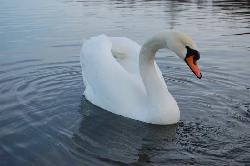 swimming, Nature, Fidelity, white swan, color, white, swan, river, beauty, day, fine, elegant, 2K, bay, wild, waterfowl, love, tenderness, bird, flicker
