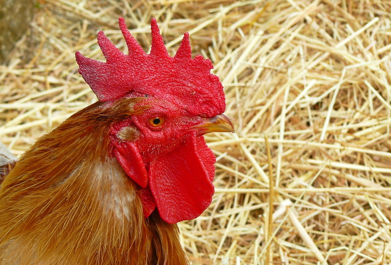 male, mammal, chicken, pets, rooster, focus on foreground, no people, wildlife photography, pride, chicken - bird, animal head, farm, hahn, outdoors, animals