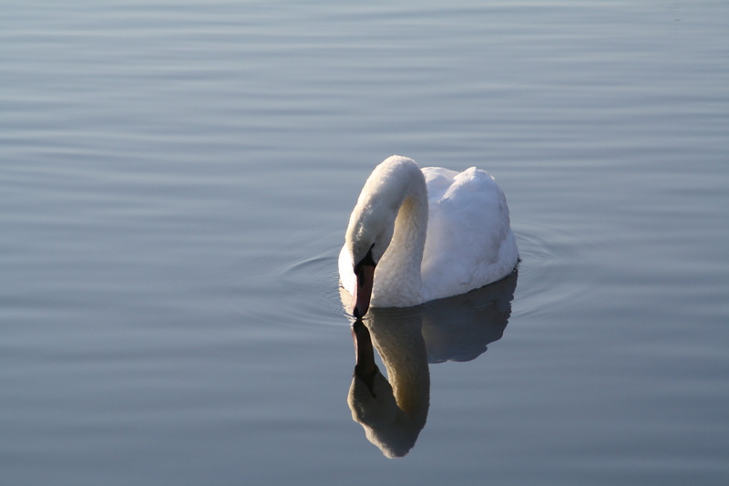 park, noble, one animal, pride, beautiful, no people, bird, white, nature, elegant, water bird, animal themes, animal neck, day, animal wildlife, animal world