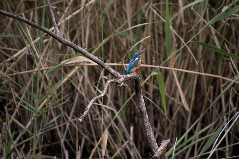 water, close-up, bill, outdoors, flora, animal wildlife, one animal, elegant, animal world, reed, close, plumage, water bird, animals in the wild, branch