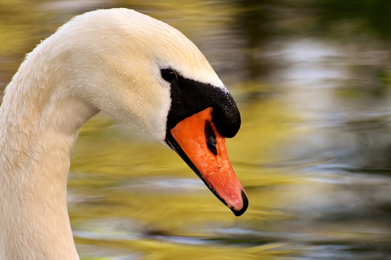 water, nature, bird, focus, 5K, wildlife photography, elegant, swim, cute, creature, water bird, schwimmvogel, outdoors, swan, goose, photography, animal neck