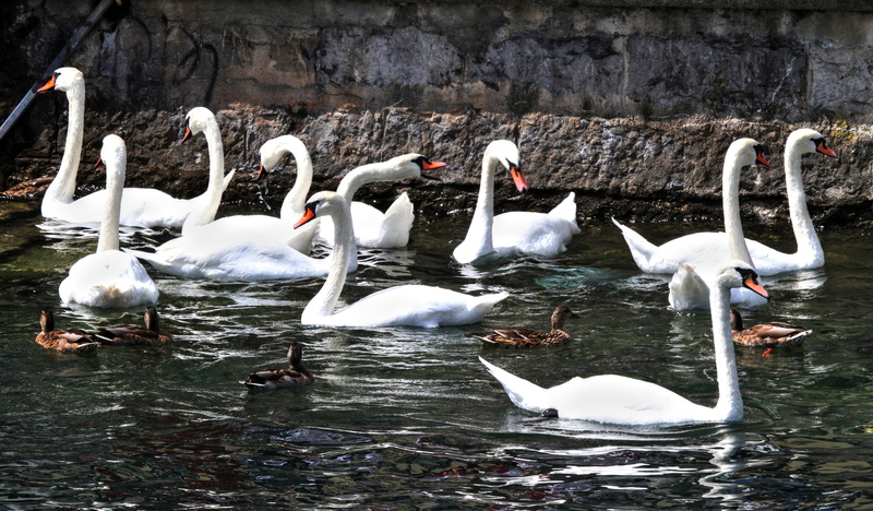 blue, wing, animal wildlife, large group of animals, elegant, day, swan, animal world, group of animals, outdoors, swans, animals in the wild, plumage